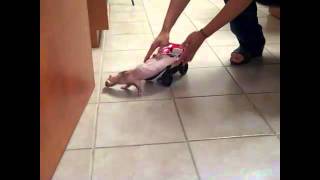 Dr. Laurie Hess With a Disabled Ferret.mp4