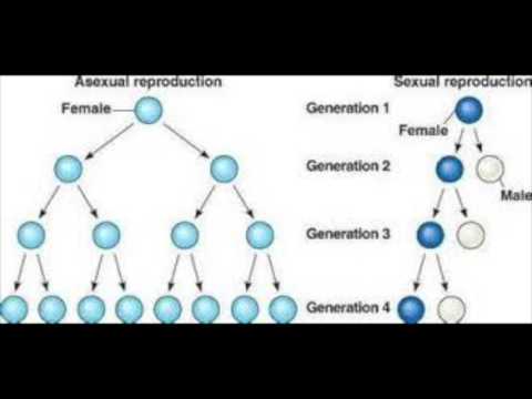 The Red Queen Hypothesis