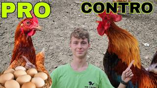 CONVIENE NEL 2025 ALLEVARE GALLINE? ECCO LA VERITÀ