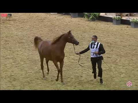 N 275 NAYAR AL SHAQAB   23rd Qatar National Arabian Horse Show   Yearling Colts Class 6A