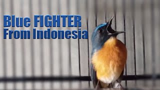 Download lagu Tledekan gacor bikin emosi dan langsung bunyi mp3 Download lagu Tledekan gacor bikin emosi dan langsung bunyi mp3