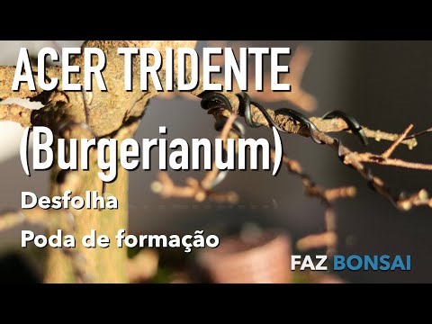 Acer tridente (Burgerianum )- Desfolha e poda de formação
