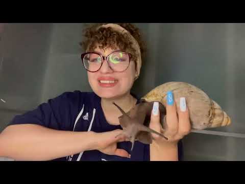 Giant African Snail Keeping for Beginners / Everything You Need to Know!