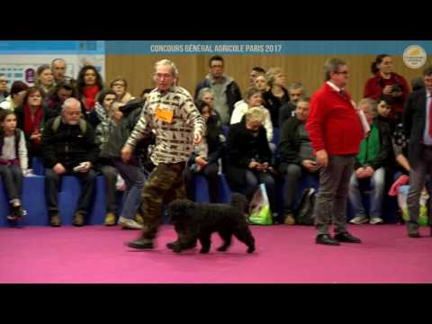 Voir la vidéo : Ring Canins du 28 février 2017, partie 2