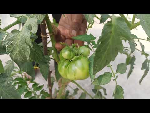 How to cultivate Tomato Trees.