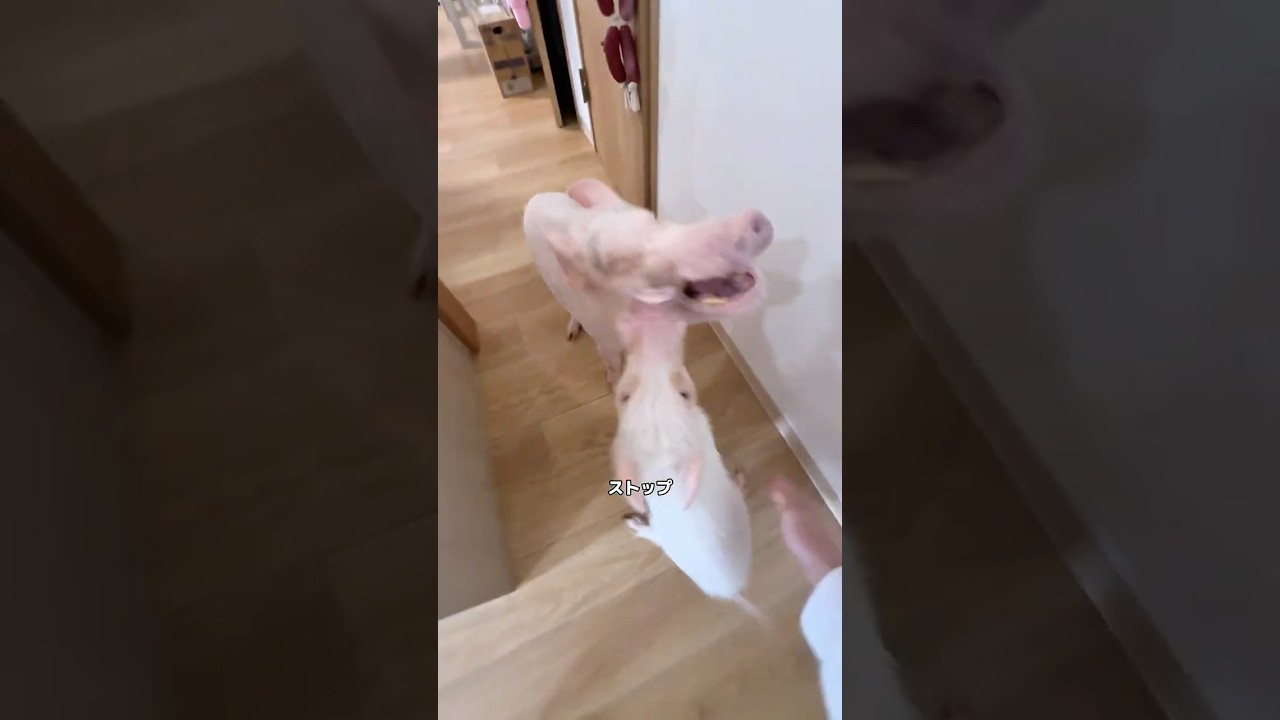 喧嘩すんなよ…豚共