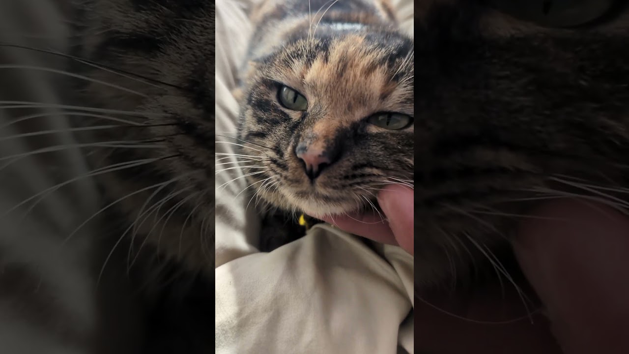 保護猫　癖　#shorts#猫#保護猫#子猫