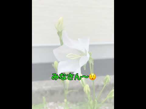 子供のためのガーデニング活動：春に子供たちに提供できる趣味は何ですか？  庭園