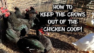 How to Keep the Crows Out of The Chicken Coop!