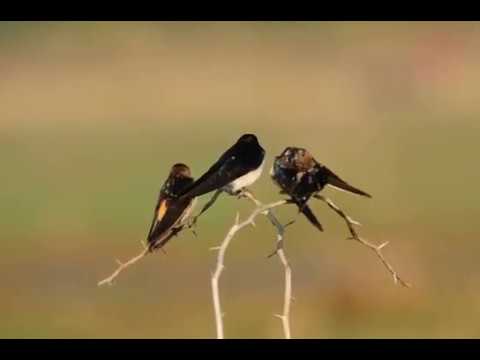 A Group of Barn Swallows