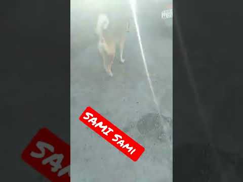 Desi Dog And Cat Sami Song #indiandog #adoptdontshop #moti #indiedog #cat #lifewithdesidog #shorts