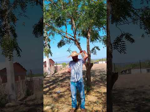 #zapayan #magdalena #canadeldique Un pequeño Tours!