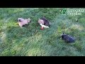 French Bulldog dogs for sale: Boone - Video 1