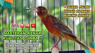 Download lagu Pancingan Suara Kenari Gacor‼️ Ampuh untuk Masteran Kenari Muda dan Terapi Kenari Macet Bunyi 540 mp3