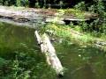 Duck Beaver