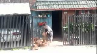 Dog helps his elderly owners with the groceries