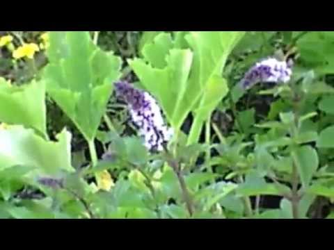 Organic Michigan Garden 2014