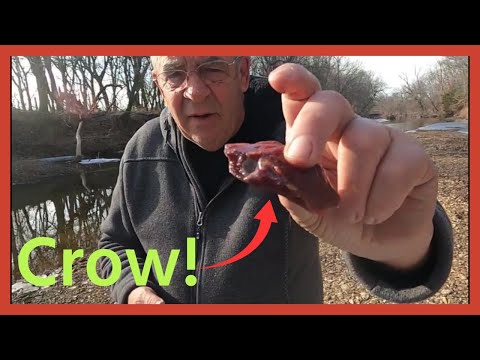 If you Eat Crow on a Stick Over a Fire.....Surprised! #carnivore #carnivorediet #carnivorelife