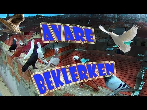 AKŞAM ÜZERİ AVARE BEKLERKEN