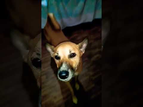 Eto kicher nach#ytshorts #street #youtubeshorts #dog #shorts #animals #shortsfeed