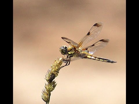 Die Libellen vom Kupfersee