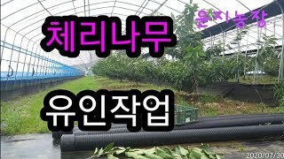 체리나무 우중 유인작업