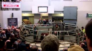 preview picture of video 'december cattle market at bakewell'
