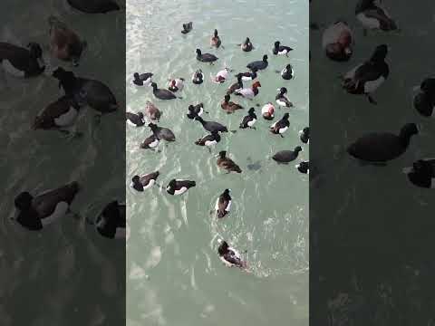 Have you ever seen such ducks?The relaxing bustle of chaos.