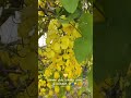 Ennai Thottu Allikonda Spb Song Ilayaraja Swarnalatha Yellow Natural 90s Hits⁠ Riderschoice AS