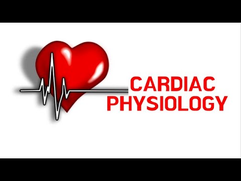 Cardiac Physiology Part 1