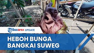 Heboh Munculnya Bunga Bangkai Suweg yang Langka di Tangsel, Warga yang Penasaran Ramai-ramai Melihat