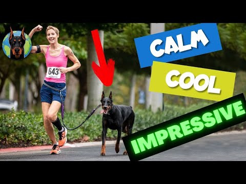 Owning a “Go-Anywhere” Doberman Pinscher