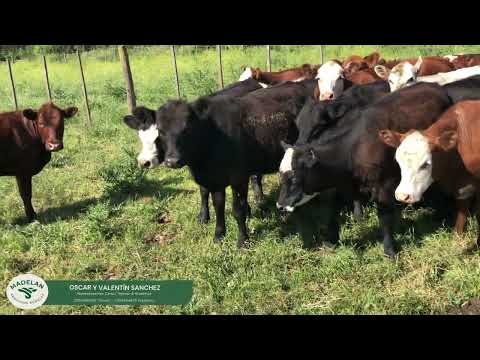 IRIARTE_100 VAQUILLONAS de 260 kg en Estación BEUGUEY, CARLOS TEJEDOR, BUENOS AIRES (3) 15-11-2025