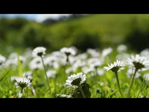 Loving Awareness - A Guided Meditation by Grace Wells & Enda Gallery