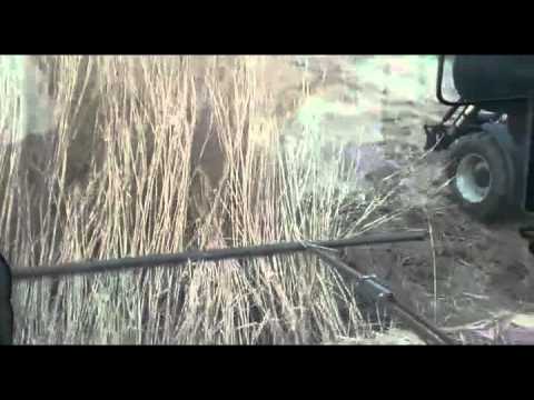 DOMAI MPD ERBA ELEFANTE