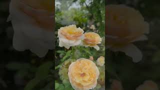 雅聞湖濱療癒森林 & 白河蓮花 & 阿勃勒