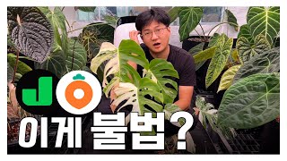 당근마켓이랑 중고나라에서 식물 팔면 불법이라고요? ㅣ나라에서 주는 무료 은팔찌
