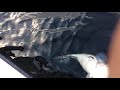 LARGE COD FISH FOGO ISLAND NEWFOUNDLAND