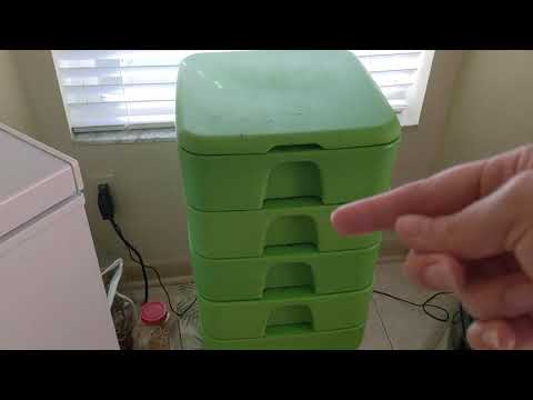 Hot Frog Living Composter Day 233 - Avocado Bait Setting + Migration Check In - Vermicomposting