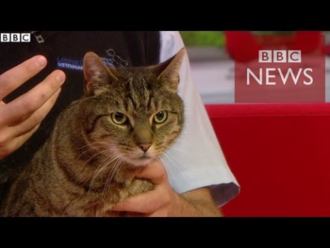 猫は人を認識しますか?