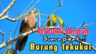 Download lagu SUARA BURUNG TEKUKUR | FULL SATU JAM mp3