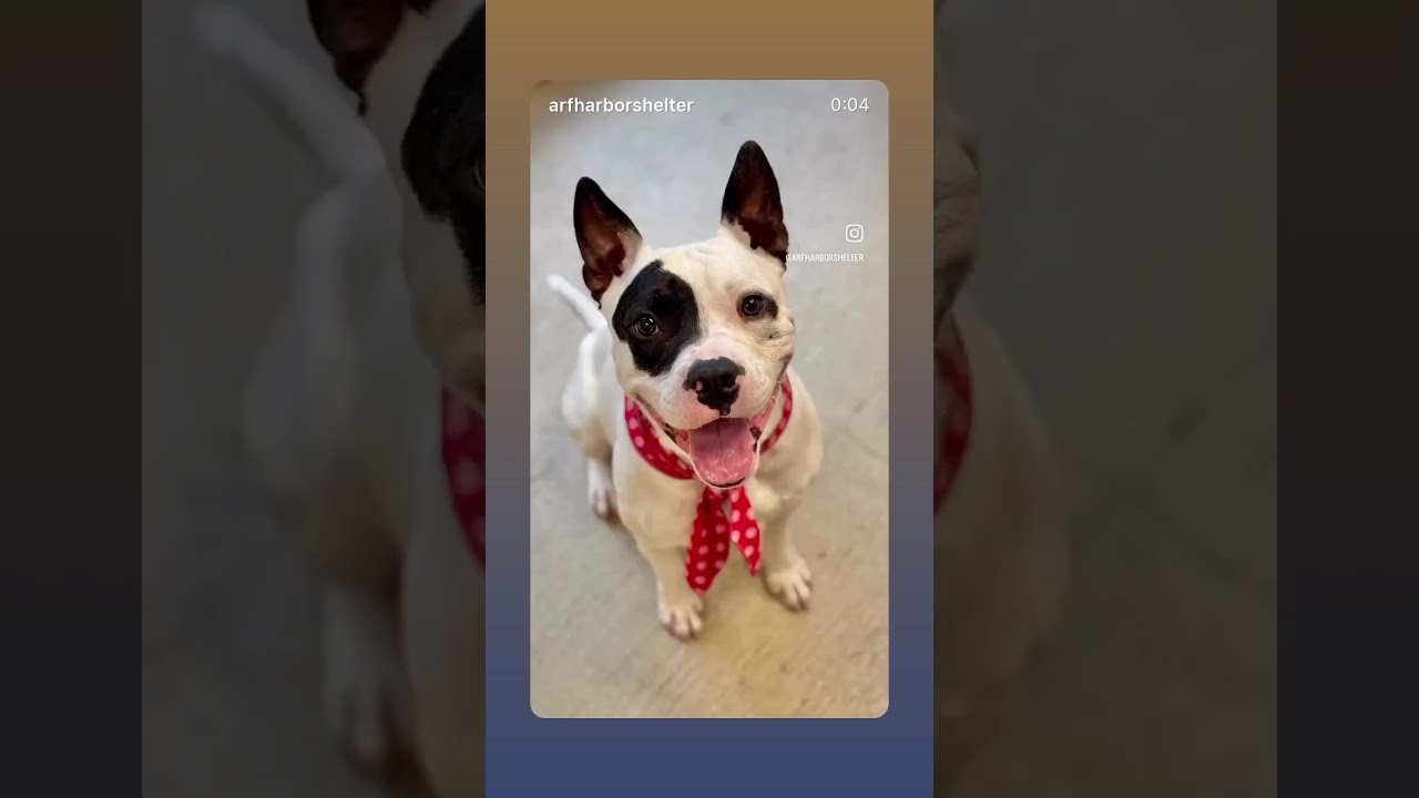 Enlarge Beetle, a ADOPTABLE mixed breed in Torrance, CA video 6/6