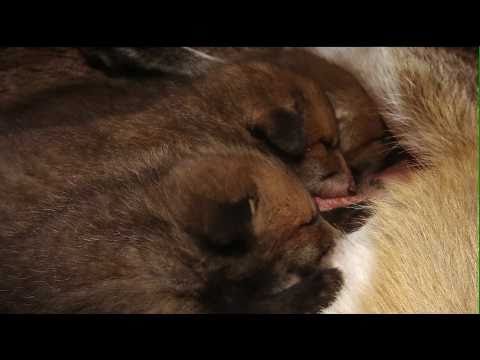 Niedersachsens schlaue Füchse: Babyfüchse im Bau