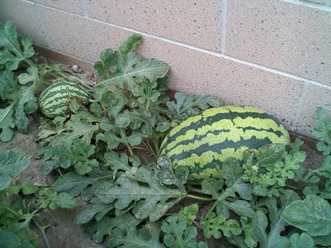 download lagu mp3 mp4 Growing Georgia Rattlesnake Watermelon, download lagu Growing Georgia Rattlesnake Watermelon gratis, unduh video klip Growing Georgia Rattlesnake Watermelon