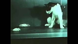 This is your cat. This is Your Cat on LSD