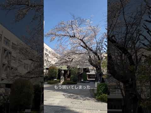 理工学科 キャンパスの桜 #理工学部 #国士舘大学 #桜