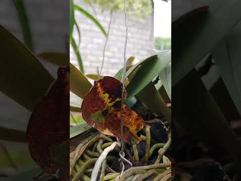 , title : 'fertile roots❗expose of Phalaenopsis doritis'