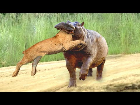 Predators Become Prey | 10 Best Unbelievable Hunting-fail Moments