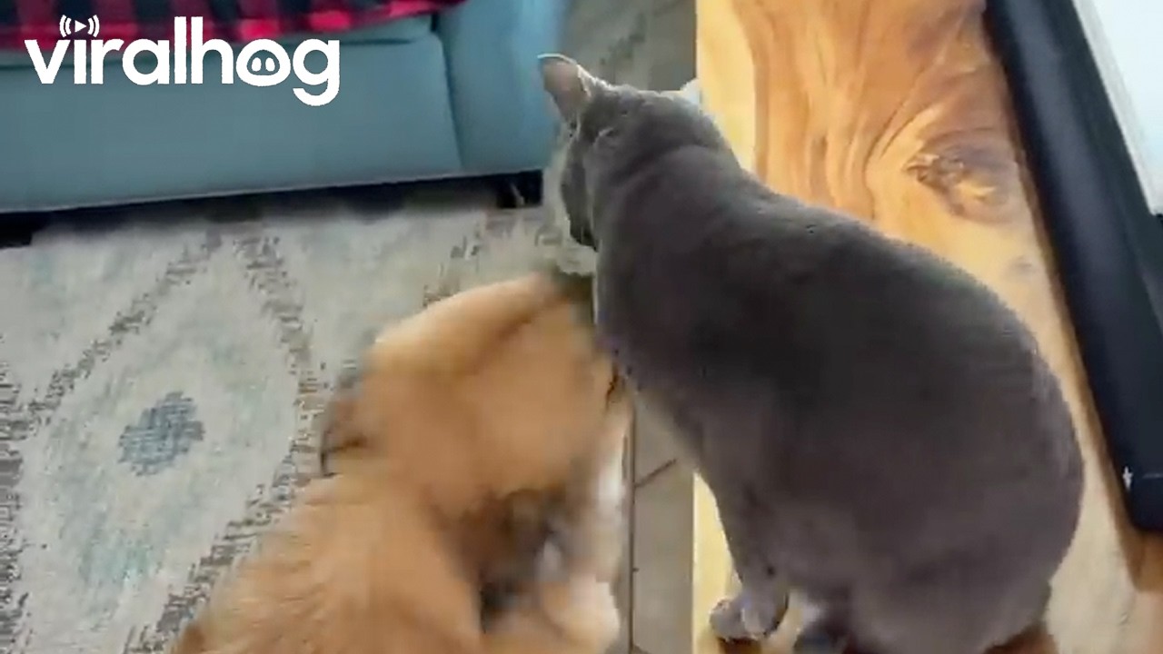 Dog Loves His Cat Friend || ViralHog