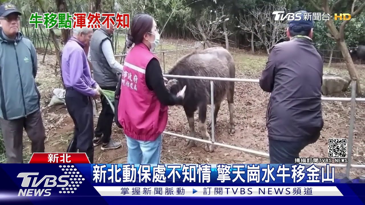 新北動保處不知情 擎天崗水牛移金山